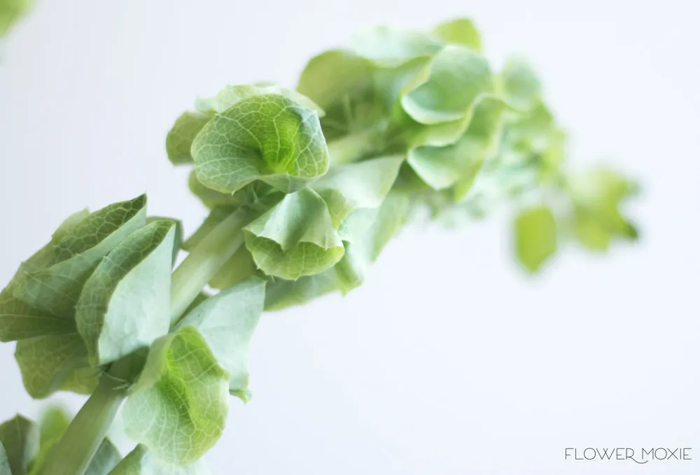 Bells of Ireland Greenery