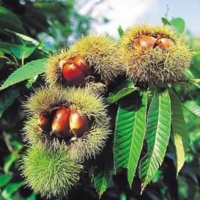 Chinese Chestnut Tree