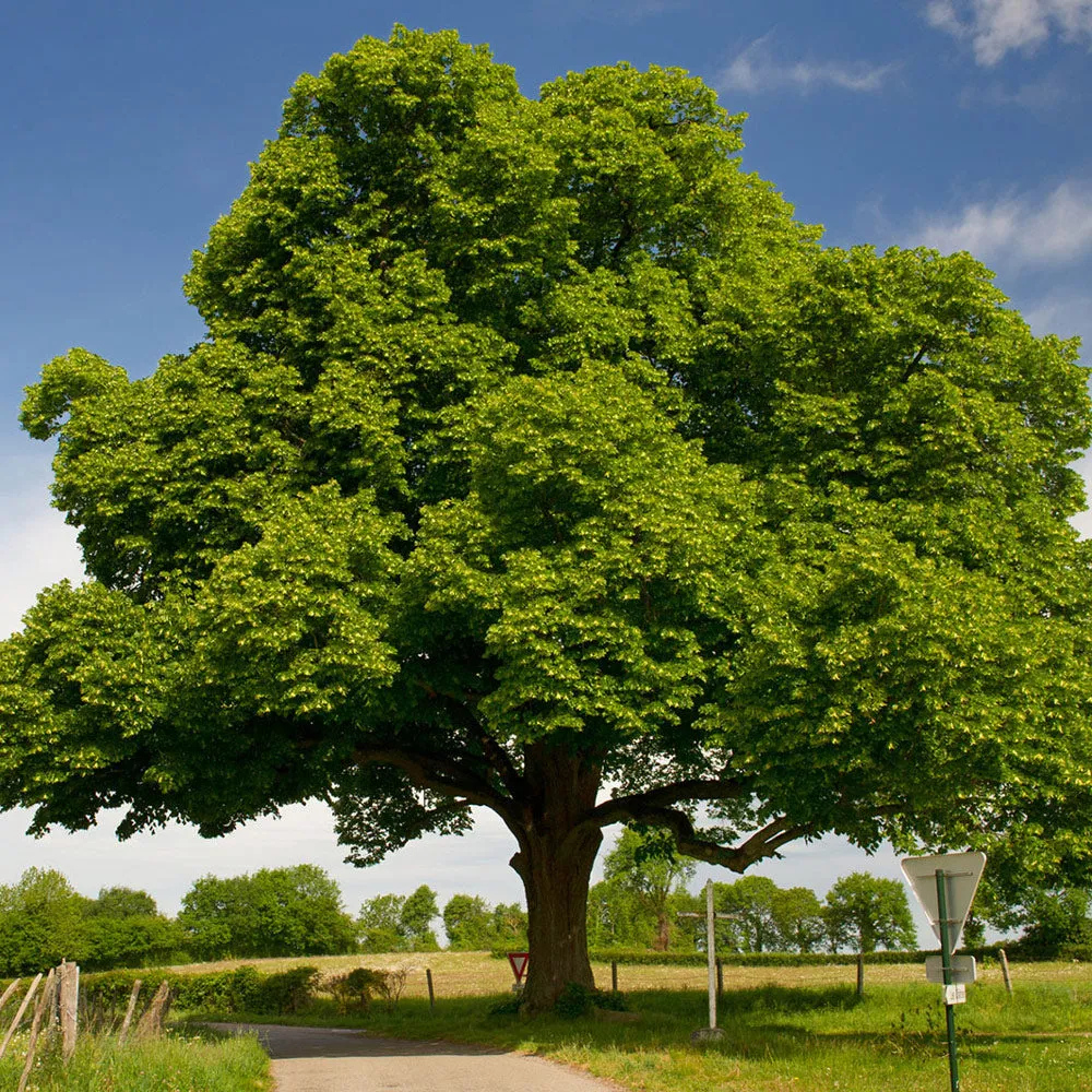 Chinese Chestnut Tree