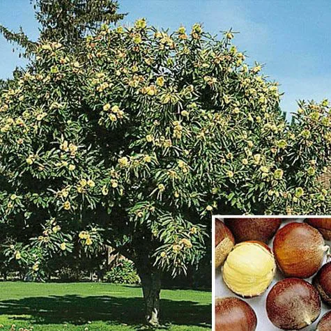 Chinese Chestnut Tree