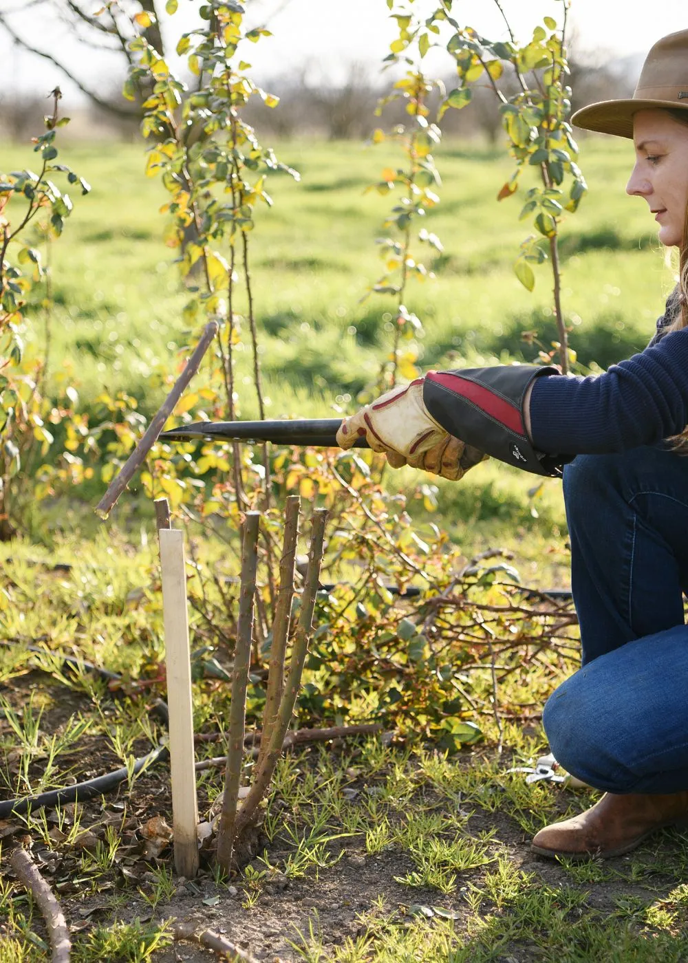 Dormant Rose Pruning Workshop: February 1, 2025