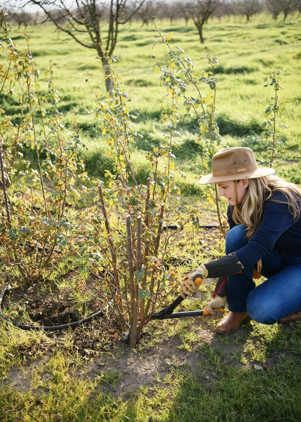 Dormant Rose Pruning Workshop: February 1, 2025