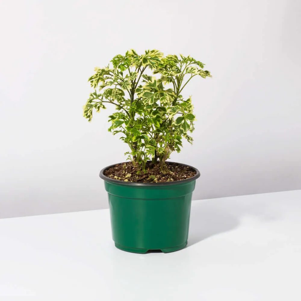 Ming Aralia Snowflake