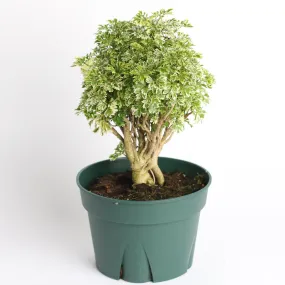 Ming Aralia Snowflake