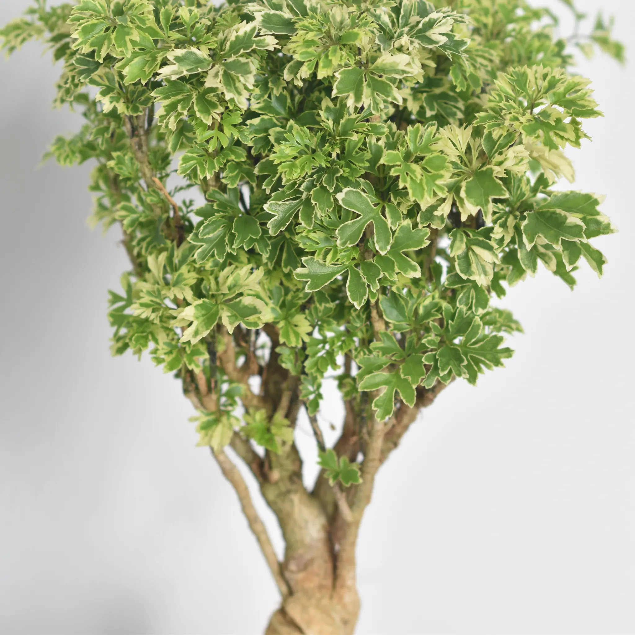 Ming Aralia Snowflake