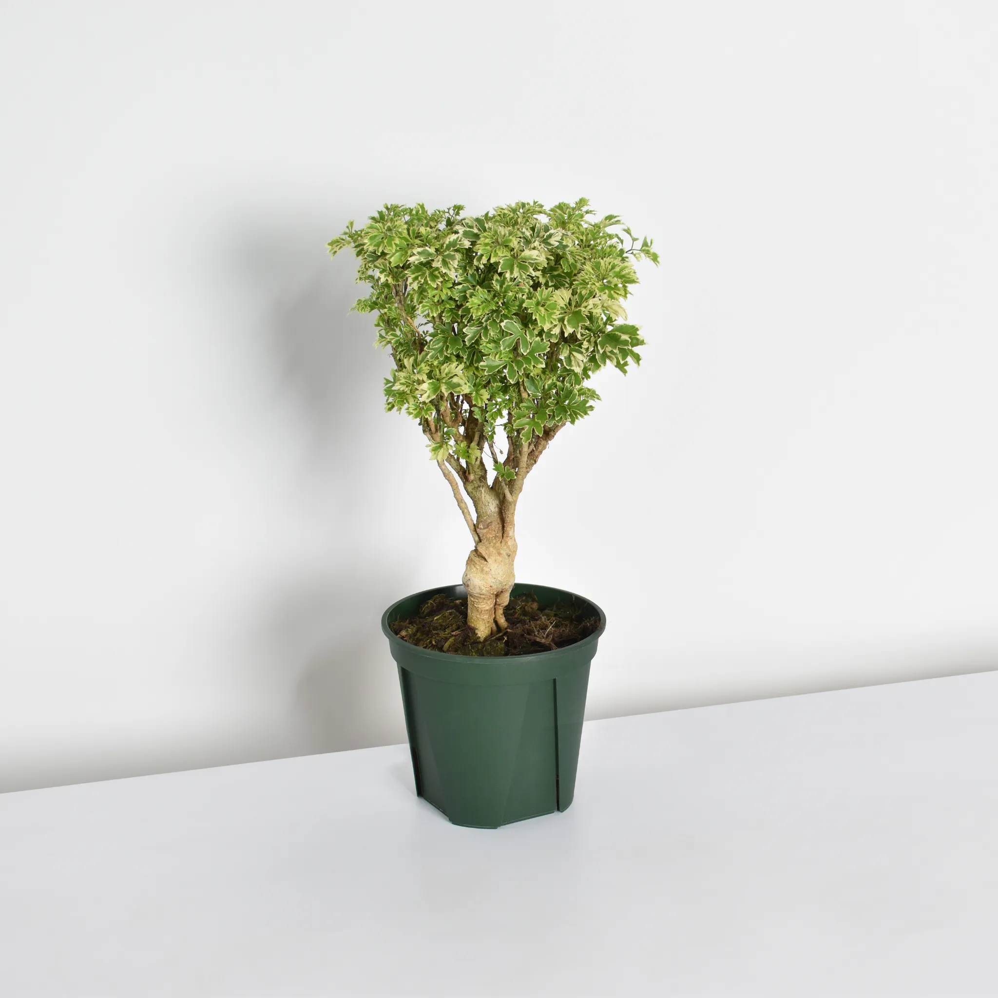 Ming Aralia Snowflake