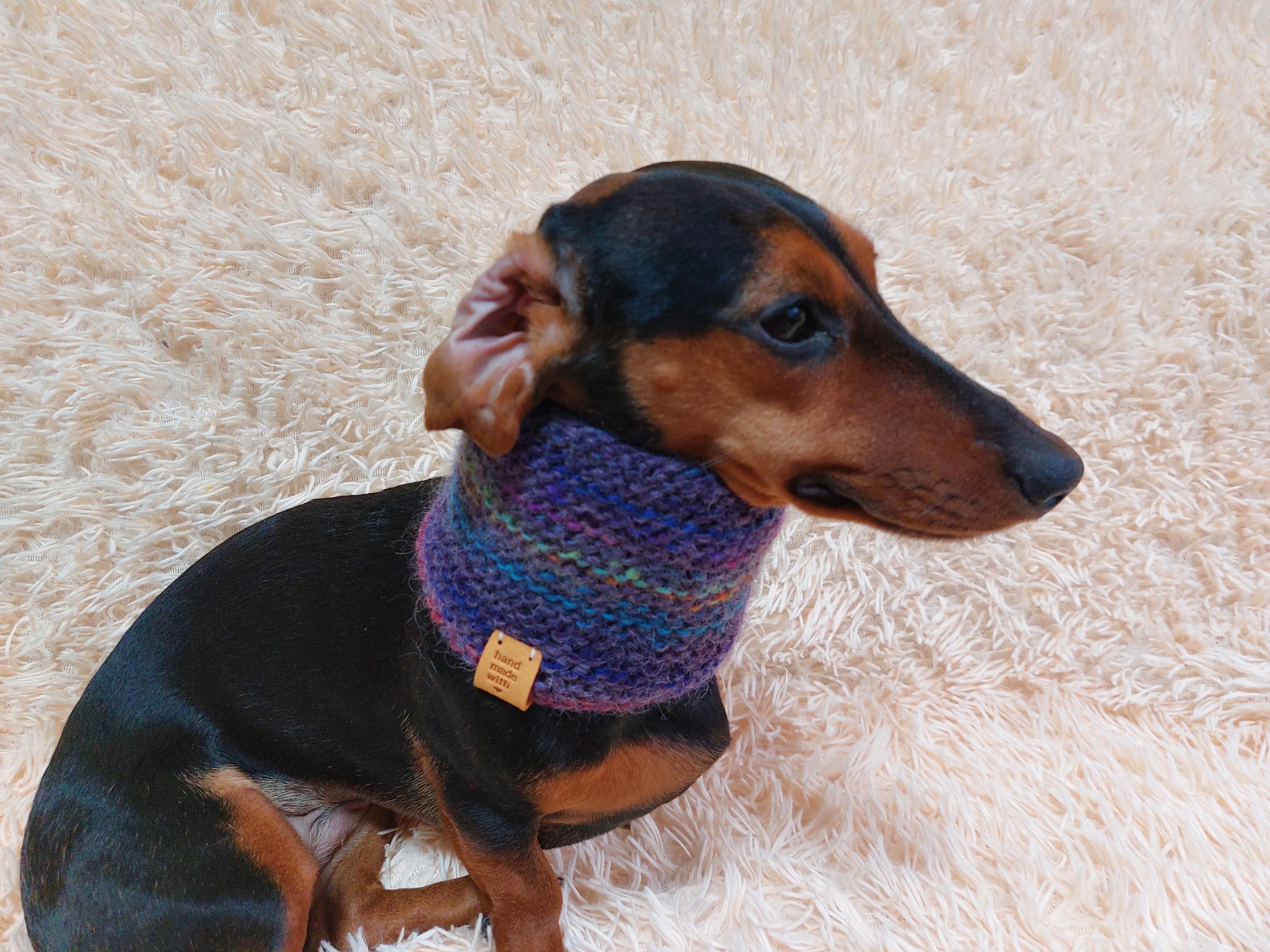 Wool scarf snood for dog, scarf snood for small dogs, snood for dachshund, scarf for dachshund