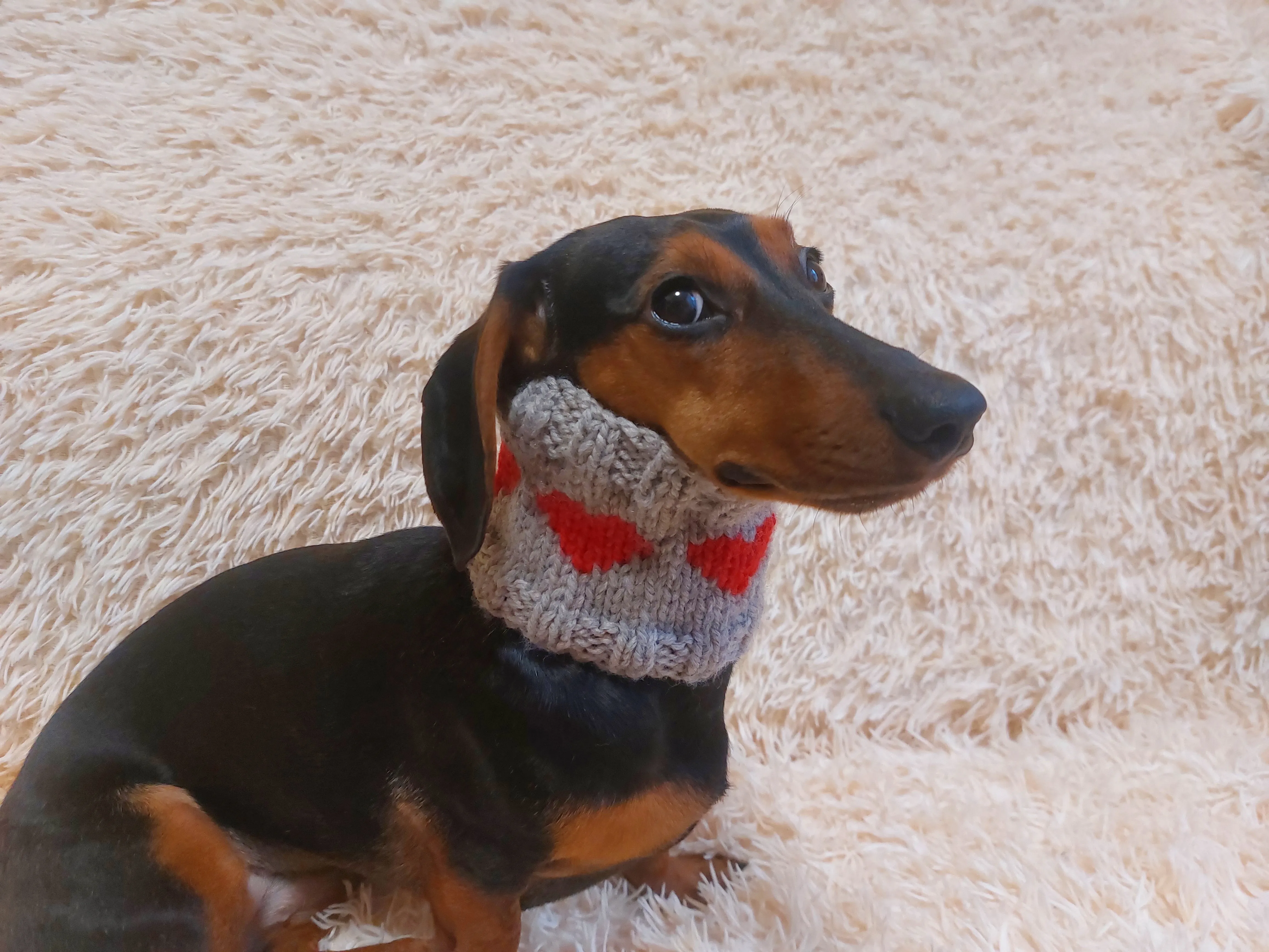 Wool snood scarf collar with hearts for dog, warm dog neck wool snood handmade